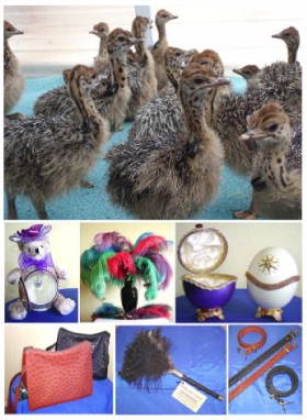 Quality Ostrich Products available online